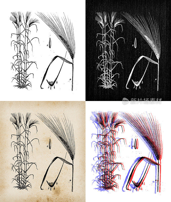 古代植物学插图:大麦(Hordeum vulgare)